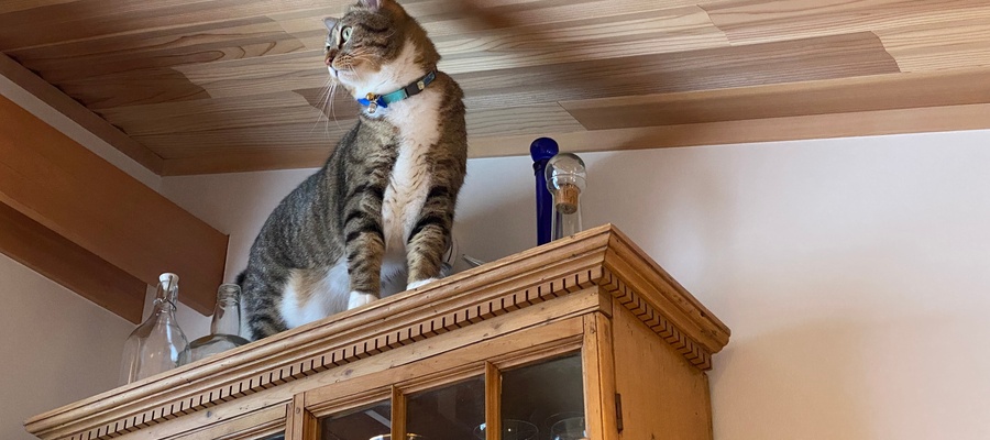 Small Home Safety Habits That Matter More When You Have Pets