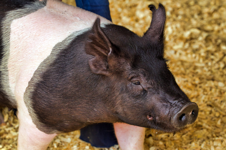 Northfield Center Family Wins Variance to Keep 4-H Pig on Vesta Avenue Property