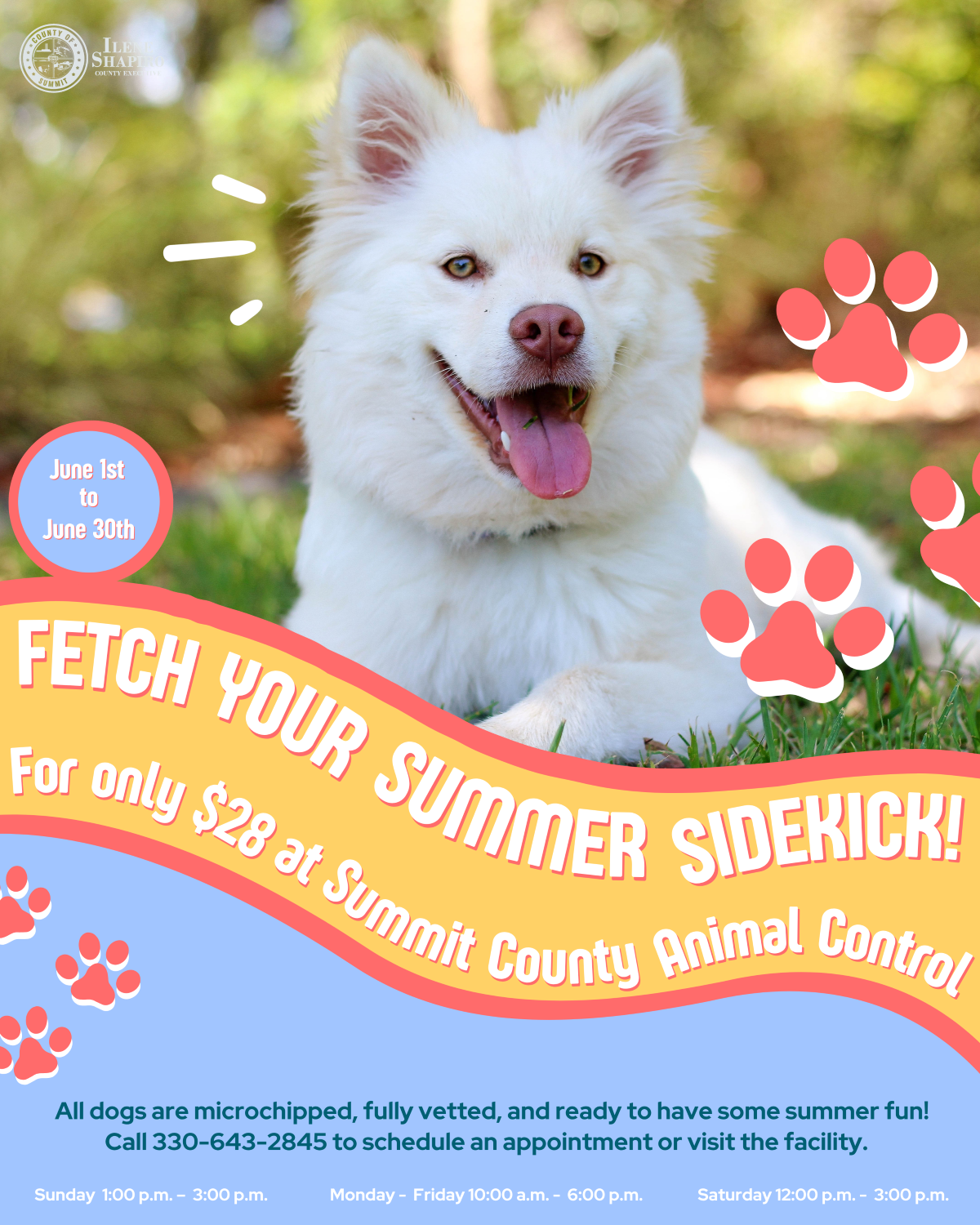 Fetch Your Summer Sidekick at Summit County Animal Control—for only $28!