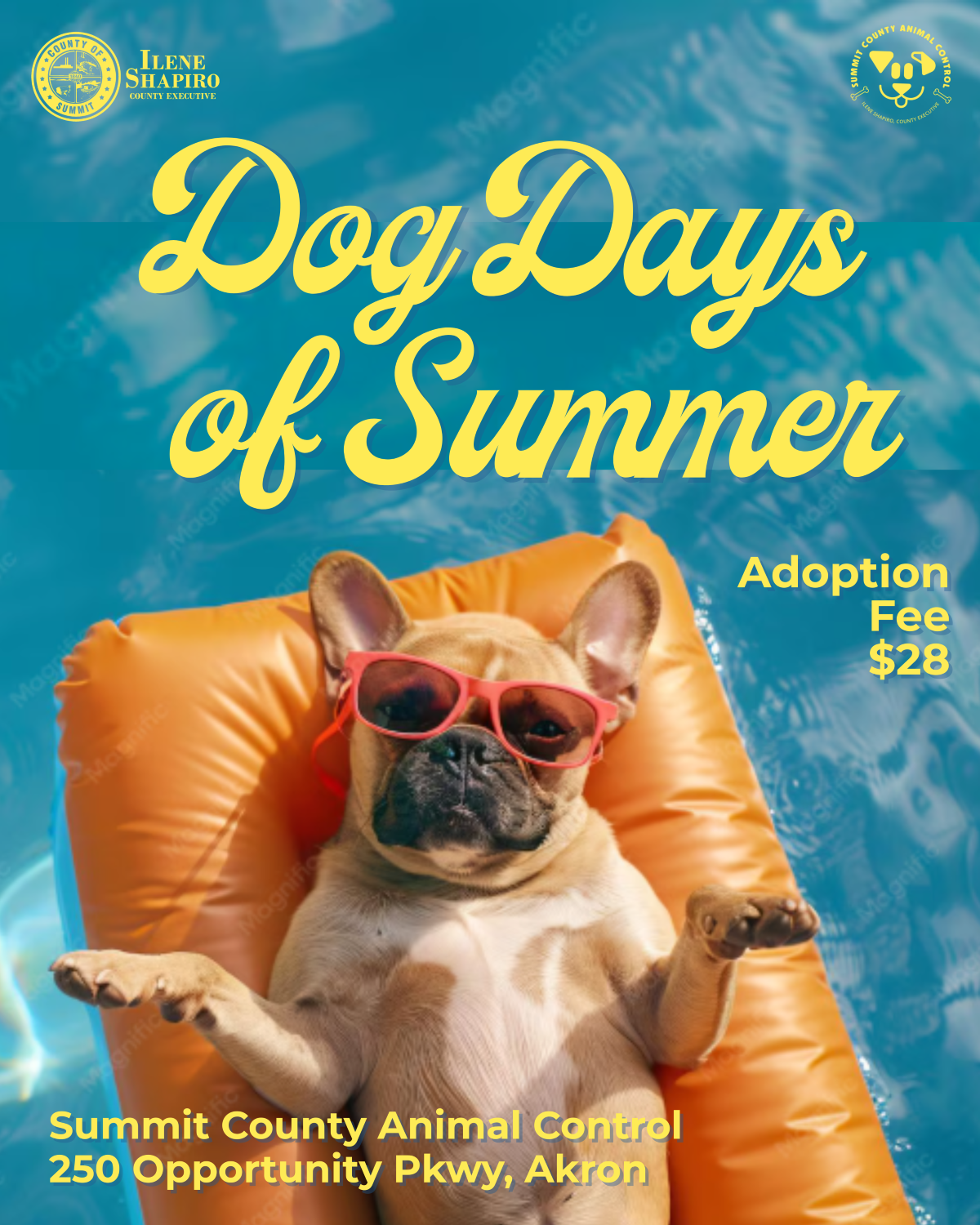Executive Shapiro announces adoption discount for “Dog Days of Summer” at Animal Control