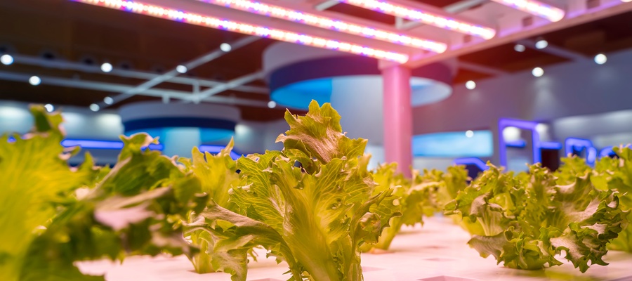 The Importance of a Grow Light Schedule for Indoor Plants