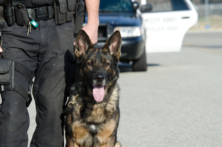 Jefferson Village Council Tackles K9 Replacement, Summer Programs and More at June 1 Meeting