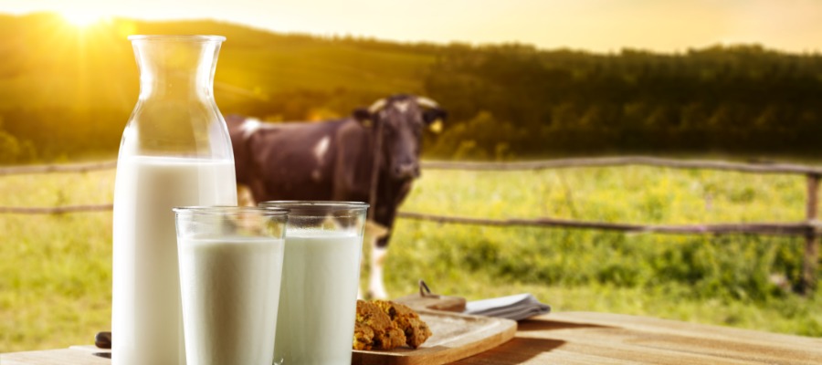 The Farm Work It Takes To Make a Glass of Milk