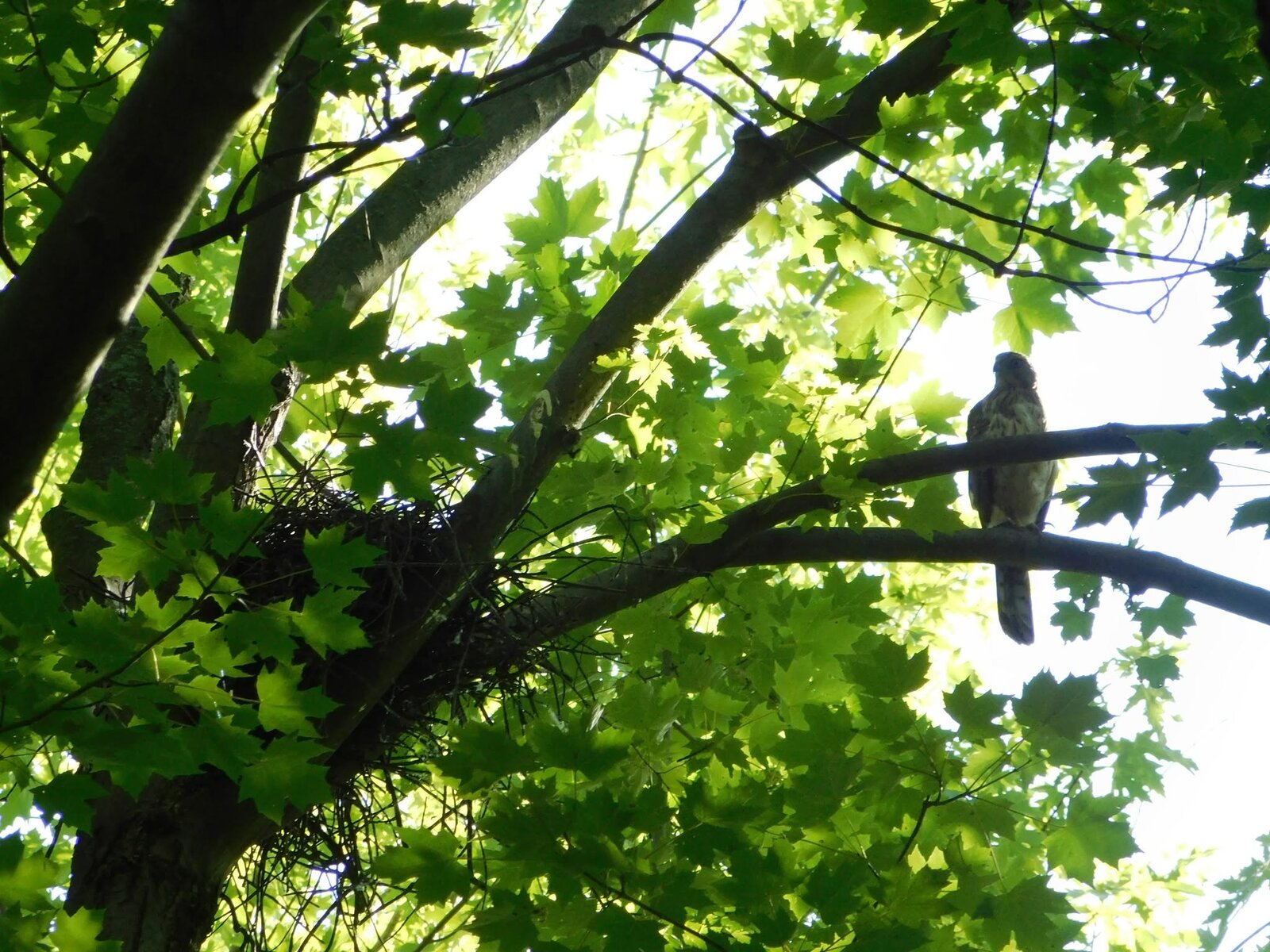 Cooper’s Hawk with nest by Laurie White